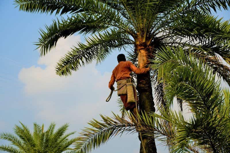 Palm tree specialist jobs in Saudi Arabia landscaping sector